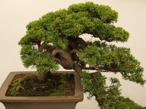 bonsai-drvo-2